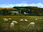 Sheep Farming - Maurice Bernard